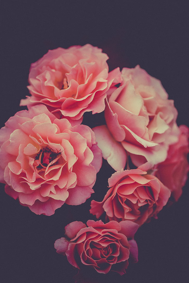 closeup, fotografia, floresceu, -de-rosa, pétala, flores, levantou-se
