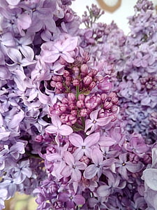 ライラック, 春, 自然, 花, 紫, 工場, ピンク色