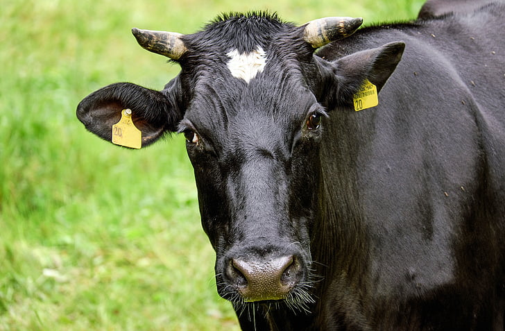 крава, говеждо месо, животните, Симентал говеда, пасища, природата, едър рогат добитък