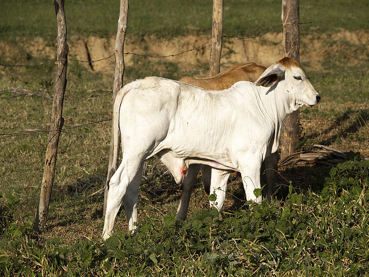 calves, cattle, zebu, humped, white, farm, livestock