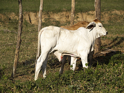 телета, едър рогат добитък, зебу, прегърбен, бяло, ферма, Животновъдство