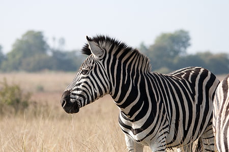 Zebra, animal, mamífero, vida selvagem, jogo, preto, Branco