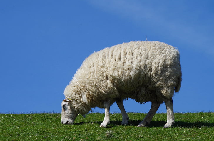 πρόβατα, μαλλί, ζώο, ζωικό κεφάλαιο, μαλλί προβάτων, ανάχωμα, χλόη