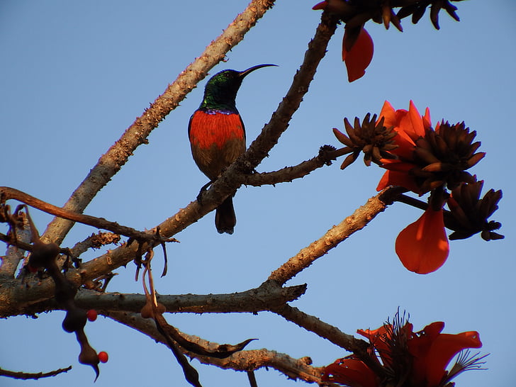 hummingbird, tree, blossom, south africa, nature, bloom, azure blue