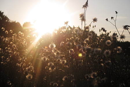 meadow, sun, dandelions, flowers