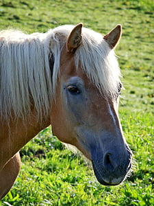 con ngựa, đầu, ngựa đầu, động vật chân dung, chân dung, lỗ mũi, màu nâu