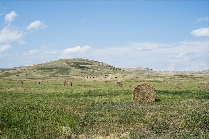 Runde, Hays, Hay, Ballen, Grass, Felder, des ländlichen Raums