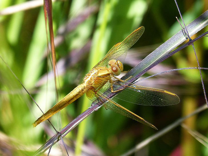 Gouden dragonfly, Sympetrum meridionale, blad, Wetland