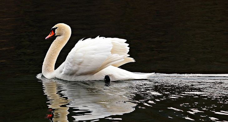 Swan, air, putih, burung air, Danau, alam, angsa putih
