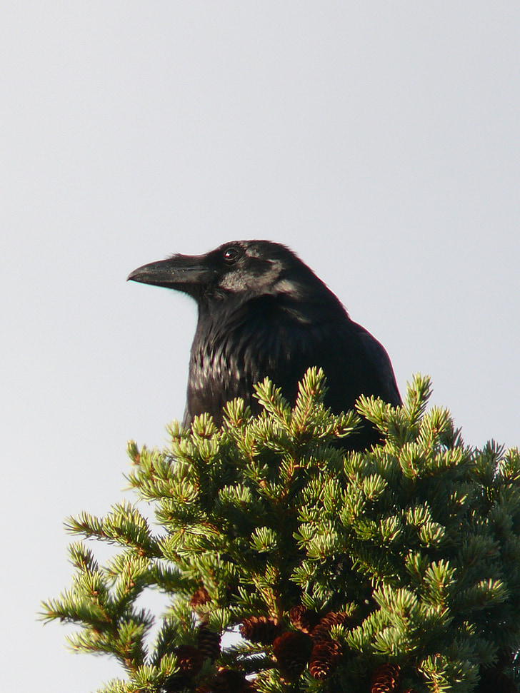 raven, bird, crow, black, wild, feather, wildlife