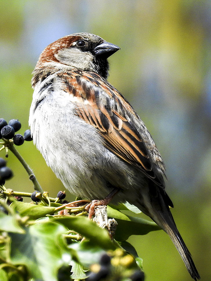 Sparrow, Sperling, Vrabec domácí, pták, zpěvný pták, zahradní pták, Příroda