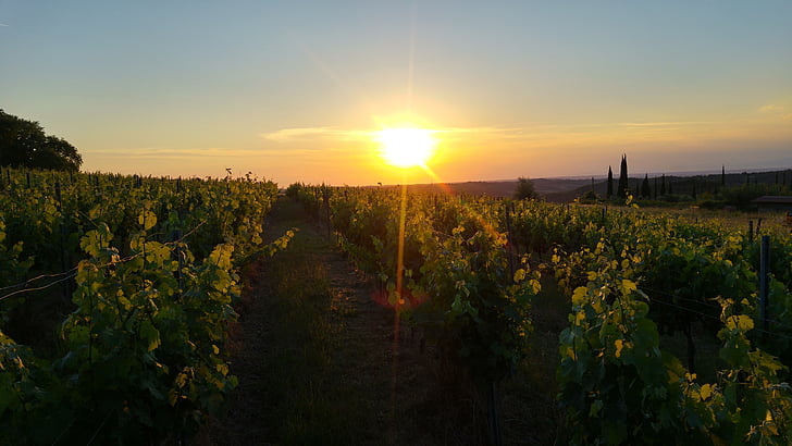 Toskania, Włochy, wino, Słońce, zachód słońca, Natura, Rolnictwo