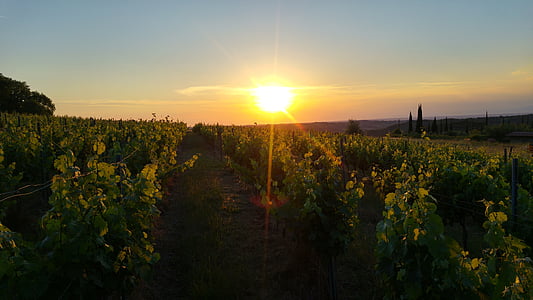 tuscany, italy, wine, sun, sunset, nature, agriculture