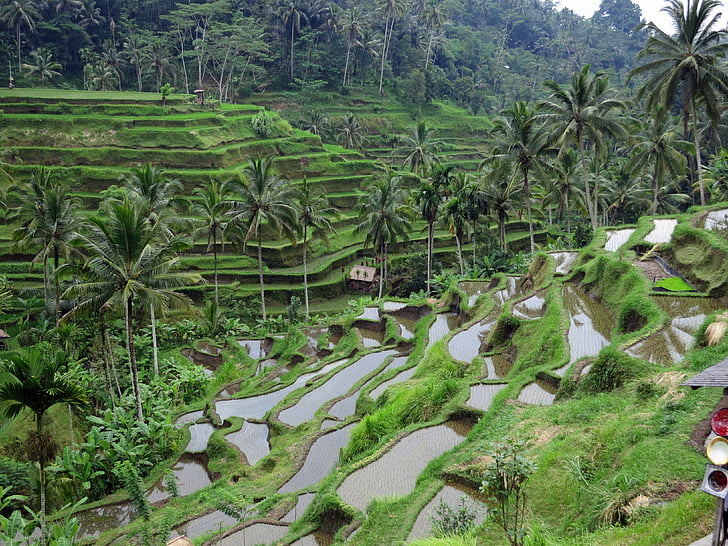 campo de arroz, Bali, verde, agricultura, terraço