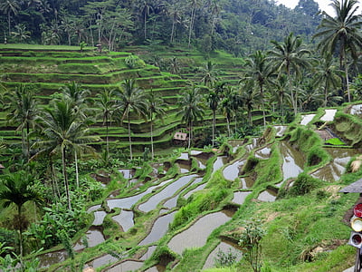 risfält, Bali, grön, jordbruk, terrass