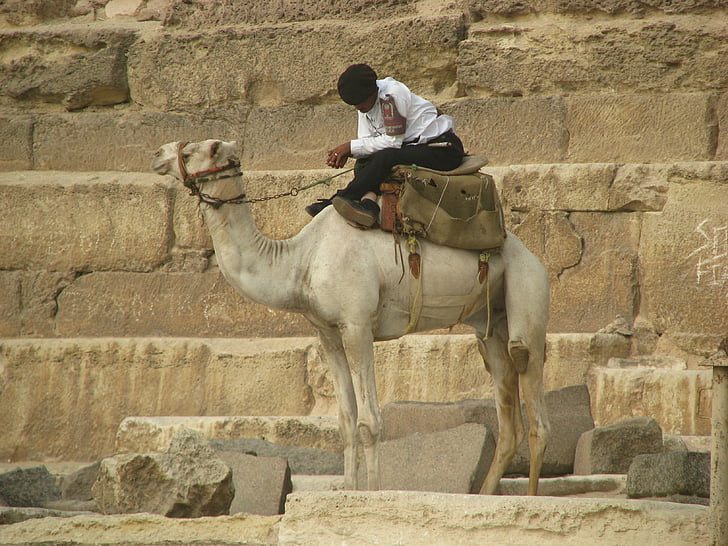 camel, sleep, guard, pyramid, egypt