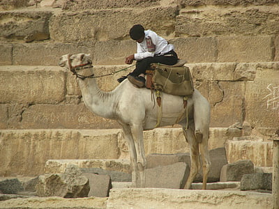 velbloud, spánek, strážný, pyramida, Egypt