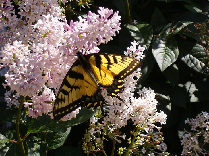 kupu-kupu menutup, Lilac bush, bunga, bunga, satu binatang, kupu-kupu - serangga, hewan di alam liar