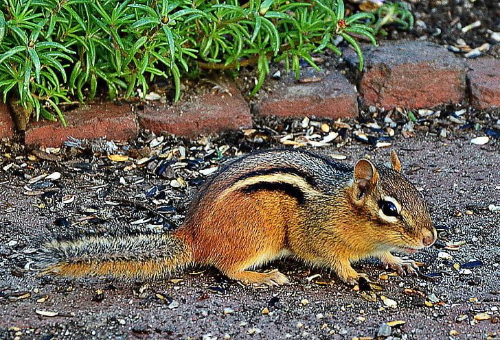 Észak-amerikai mókus, cuki, freilebend, a körülöttünk lévő világ
