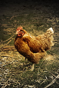 животните, птица, пиле, кокошка, Селско стопанство, ферма, пиле - птица