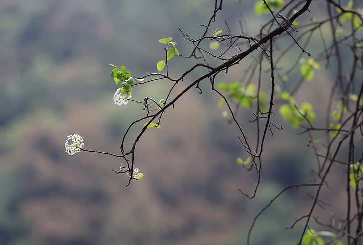 the scenery, tree, flower