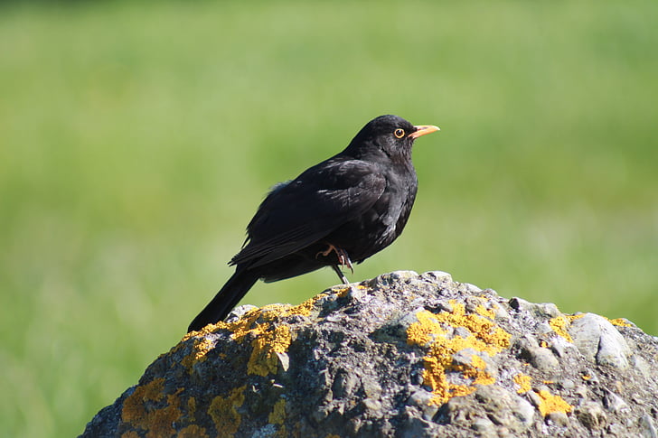 Blackbird, ptica, rock, skupne, črna, moški
