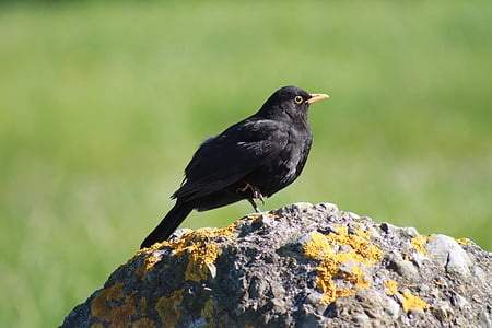 Blackbird, oiseau, Rock, commune, noir, mâle
