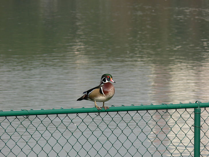 Wood duck, jezero morton, Florida, pozorování ptáků, pták
