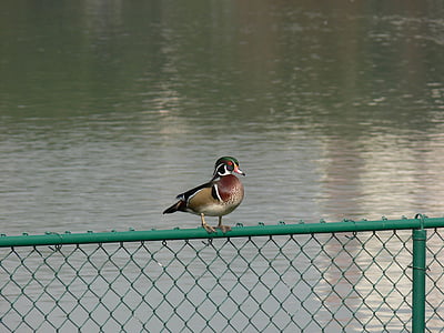 Anatra di legno, Lago morton, Florida, birdwatching, uccello