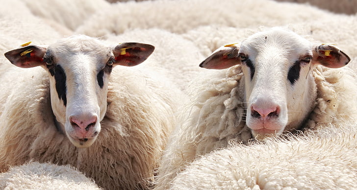 avių, avių banda, gyvūnai, vilnos, pulko, ganyklos, idiotai