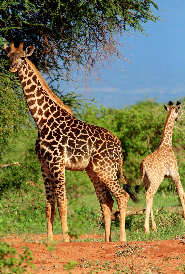 Giraffe, Afrika, Safari, Tiere in freier Wildbahn, Tierthema, tierische wildlife, Säugetier