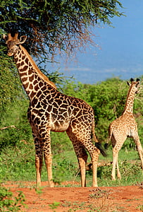 Жираф, Африка, сафари, Животные в дикой природе, Животные-темы, животных дикой природы, млекопитающее