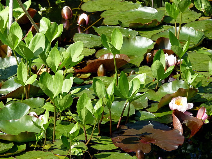 bunga, lily air, perairan, Tumbuhan akuatik, Lili air putih, Kolam, alam