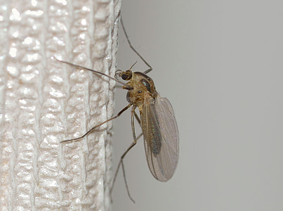 priroda, Kukci, komarac