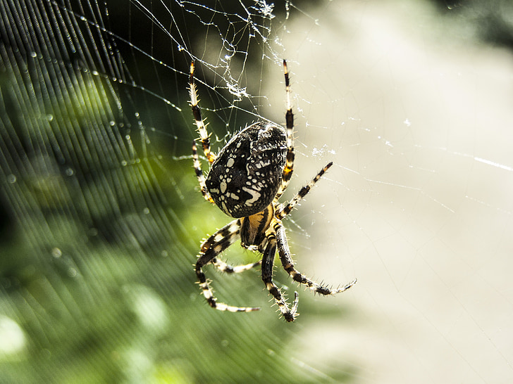 spider, web, beetle, morning light