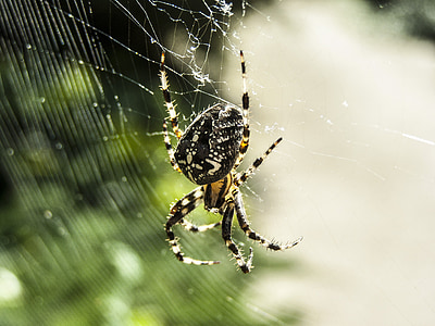 Spinne, Web, Käfer, Morgenlicht