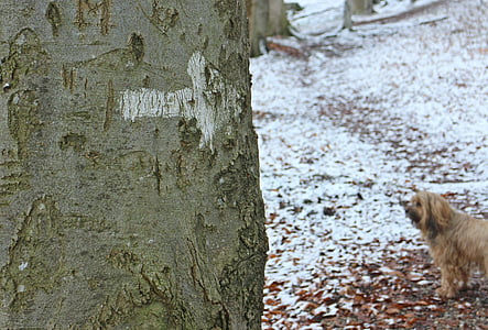 tree, log, tribe, bark, arrow, note, information