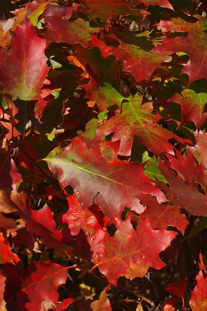 jeseni, padec, rdeča, zelena, hrast, listov, listi