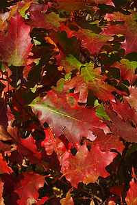 ősz, őszi, piros, zöld, tölgy, levél, levelek