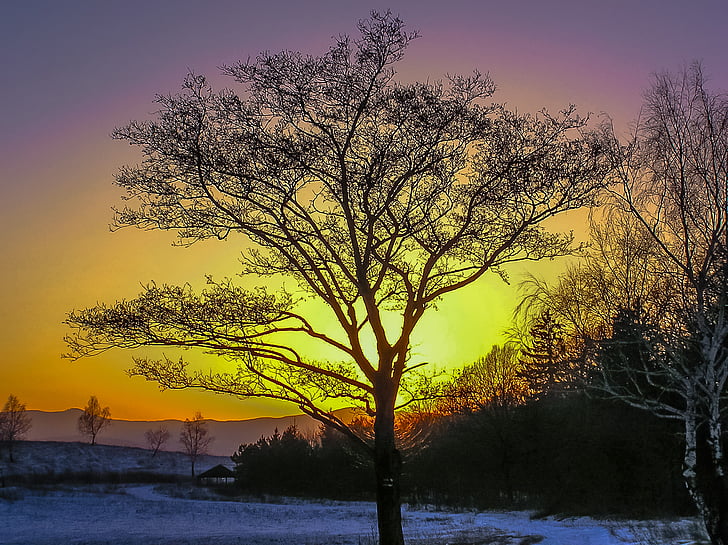 Baum, Sonnenuntergang, Schnee, Natur, Winter, Landschaft, im freien