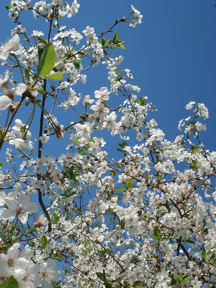 kevadel, lilled, Õitsev puu, kirsi õied, kwanzan kirsi õied, kevadel, õitsemise