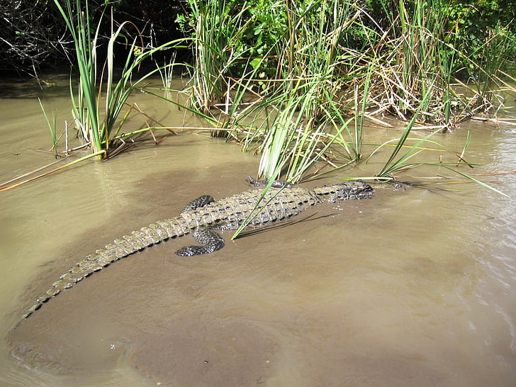 krokodillen, Alligator, krokodille, Reptile, dyreliv, natur, rovdyr