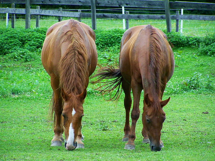pruun hobused, Sirvi, kolmandad loomade