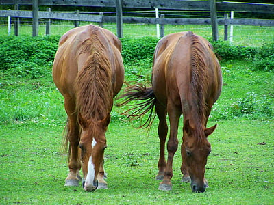brune heste, Gennemse, klovbærende dyr