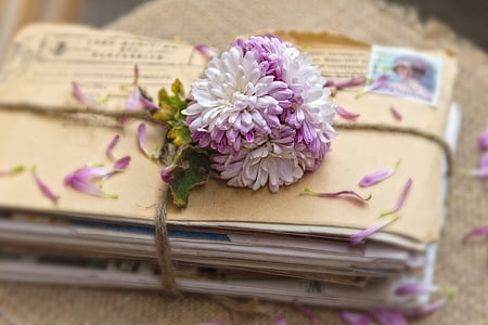 correspondència, sobres, records, anyada, flor, color rosa, llibre