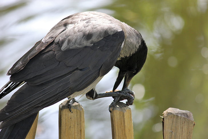 カラス, フェンス, 漆黒の鳥