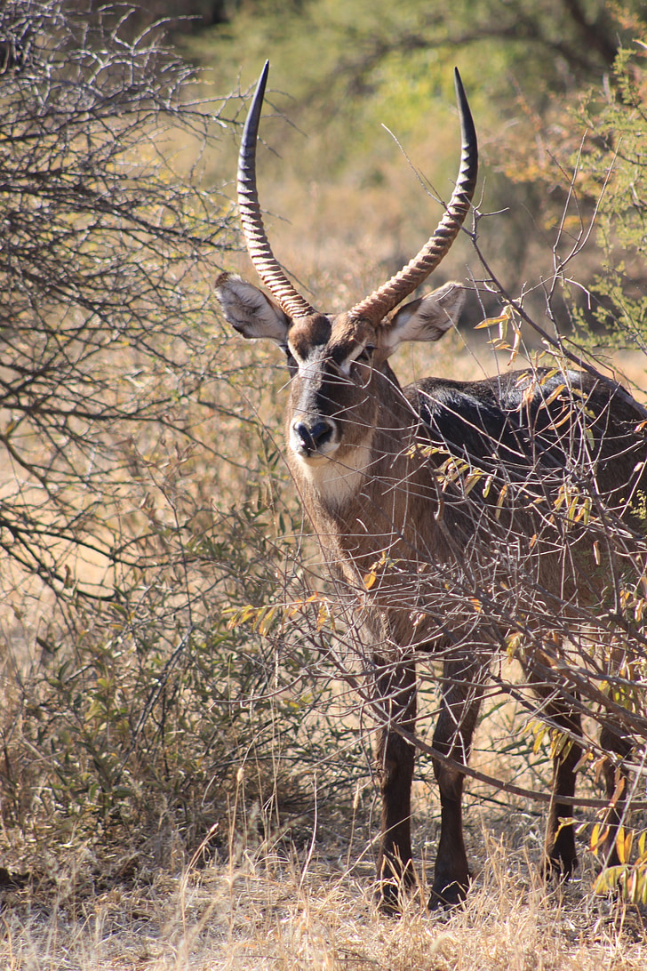 africa, deer, safari, antelope, herbivore, conservation