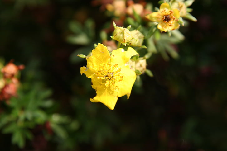 Žuti cvijet, vrt, Mak, žuta, cvijet, biljka, priroda
