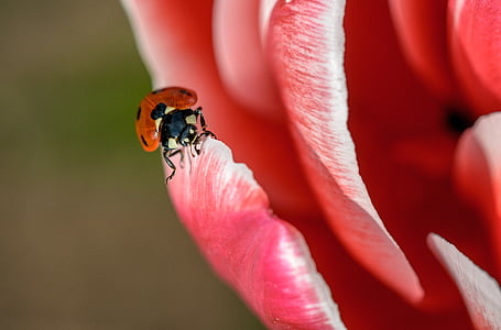 lienka, hmyzu, červená, jar, letné, chrobák, bug