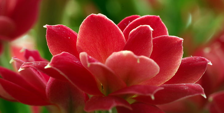 rosso, fiore, i petali, Prosper, in vaso, viola, minori